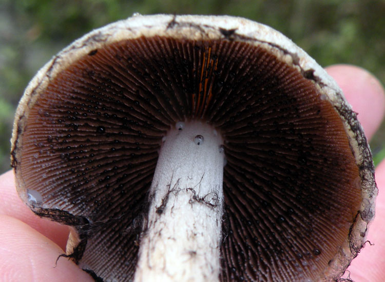 Dopo il Dal gambo quiz di Sirente...